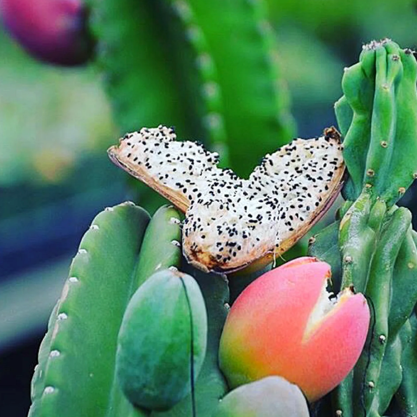 Night Blooming Peruvian Apple Cactus (Cereus repandus) - Cheeky Garden
