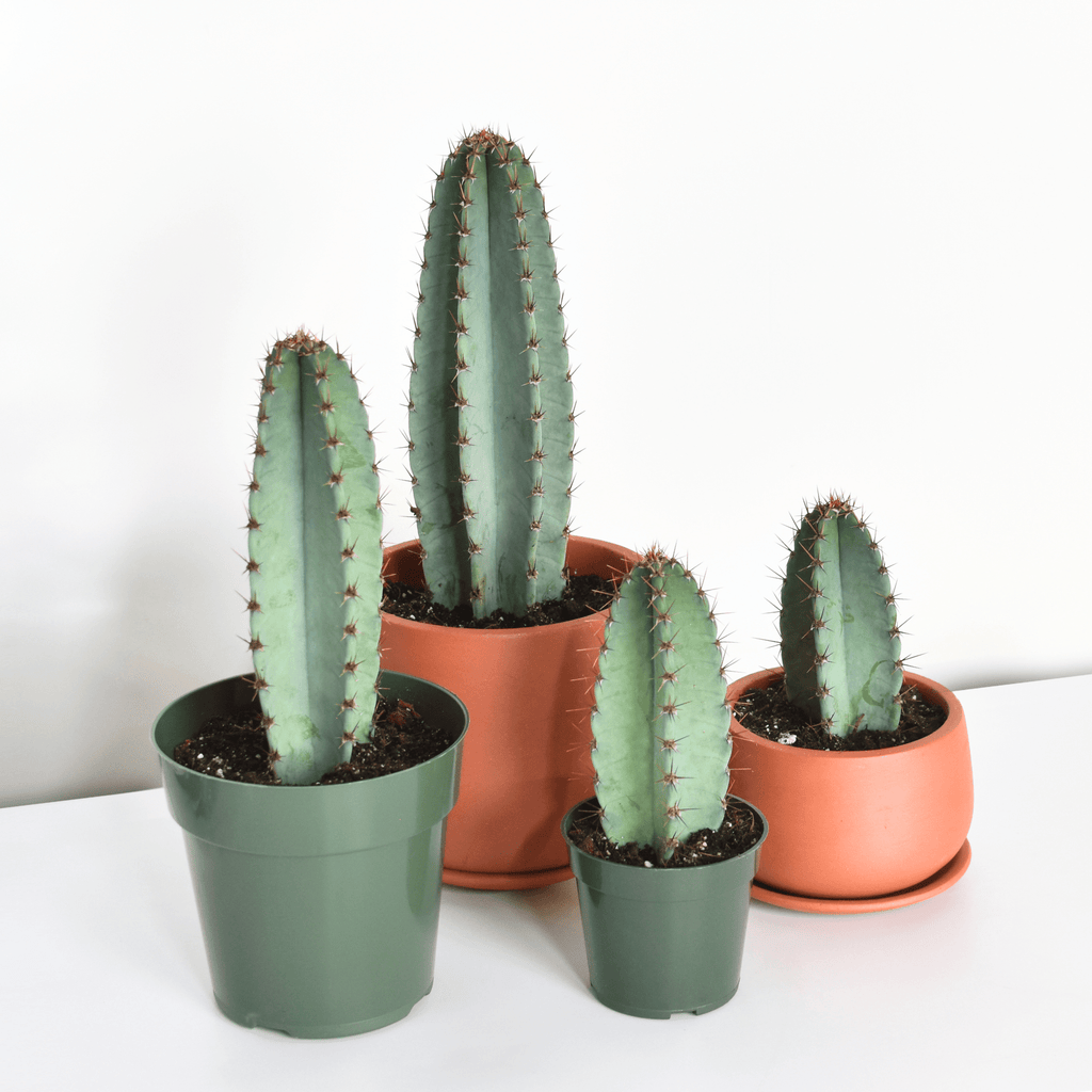 Night Blooming Peruvian Apple Cactus (Cereus repandus) - Cheeky Garden