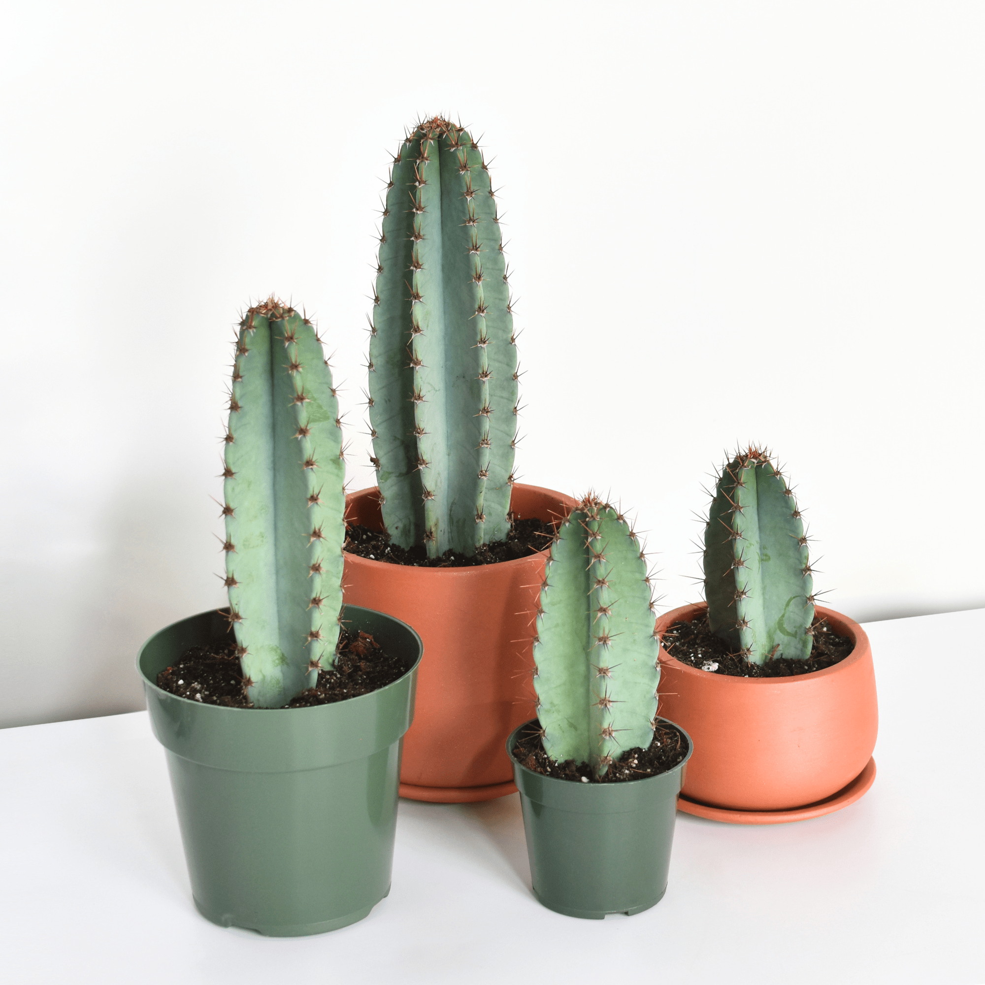 Night Blooming Peruvian Apple Cactus (Cereus repandus) - Cheeky Garden