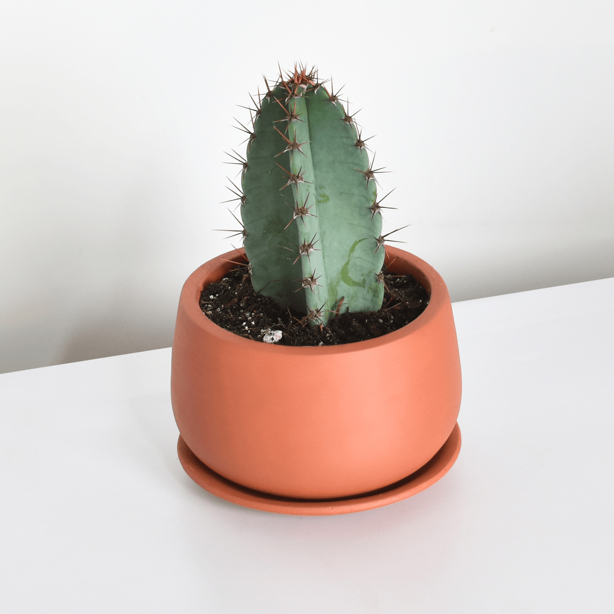 Night Blooming Peruvian Apple Cactus (Cereus repandus) - Cheeky Garden