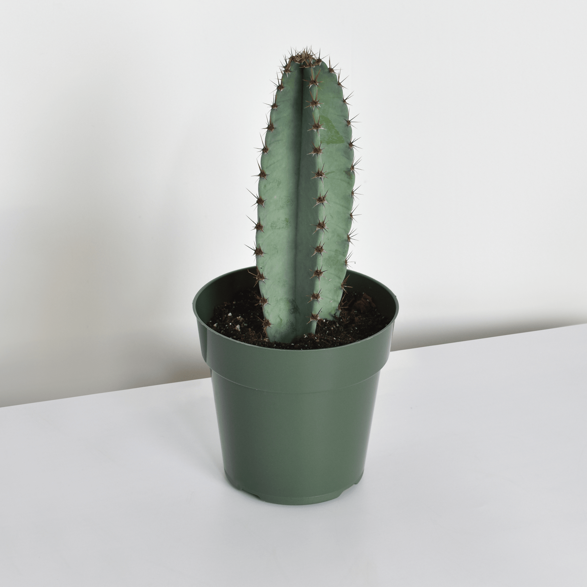 Night Blooming Peruvian Apple Cactus (Cereus repandus) - Cheeky Garden