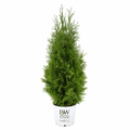 North Pole® Arborvitae - Cheeky Garden