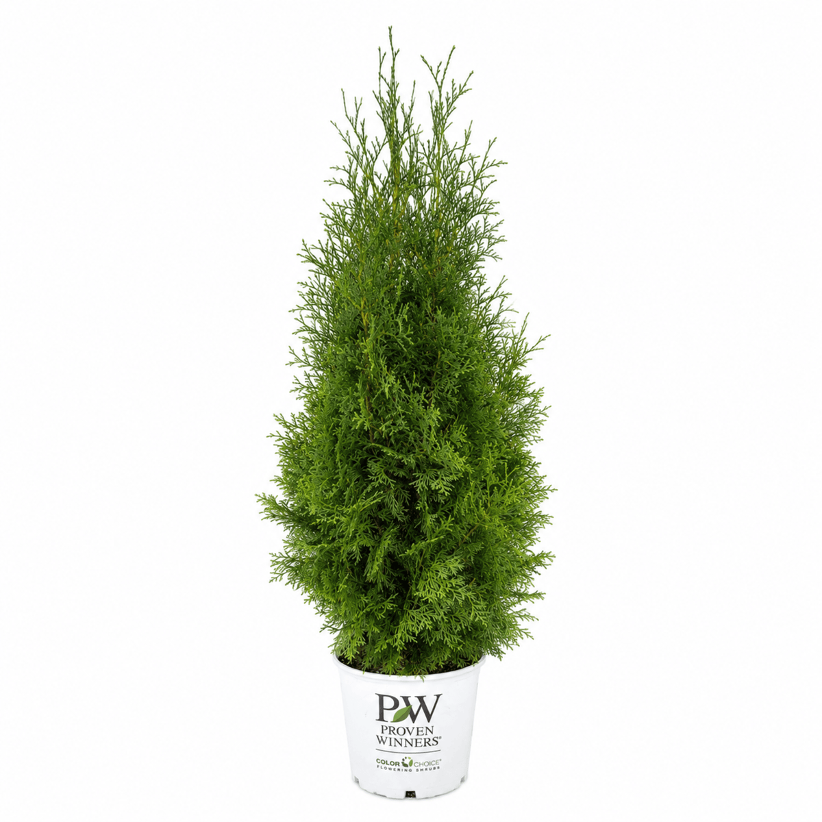 North Pole® Arborvitae - Cheeky Garden