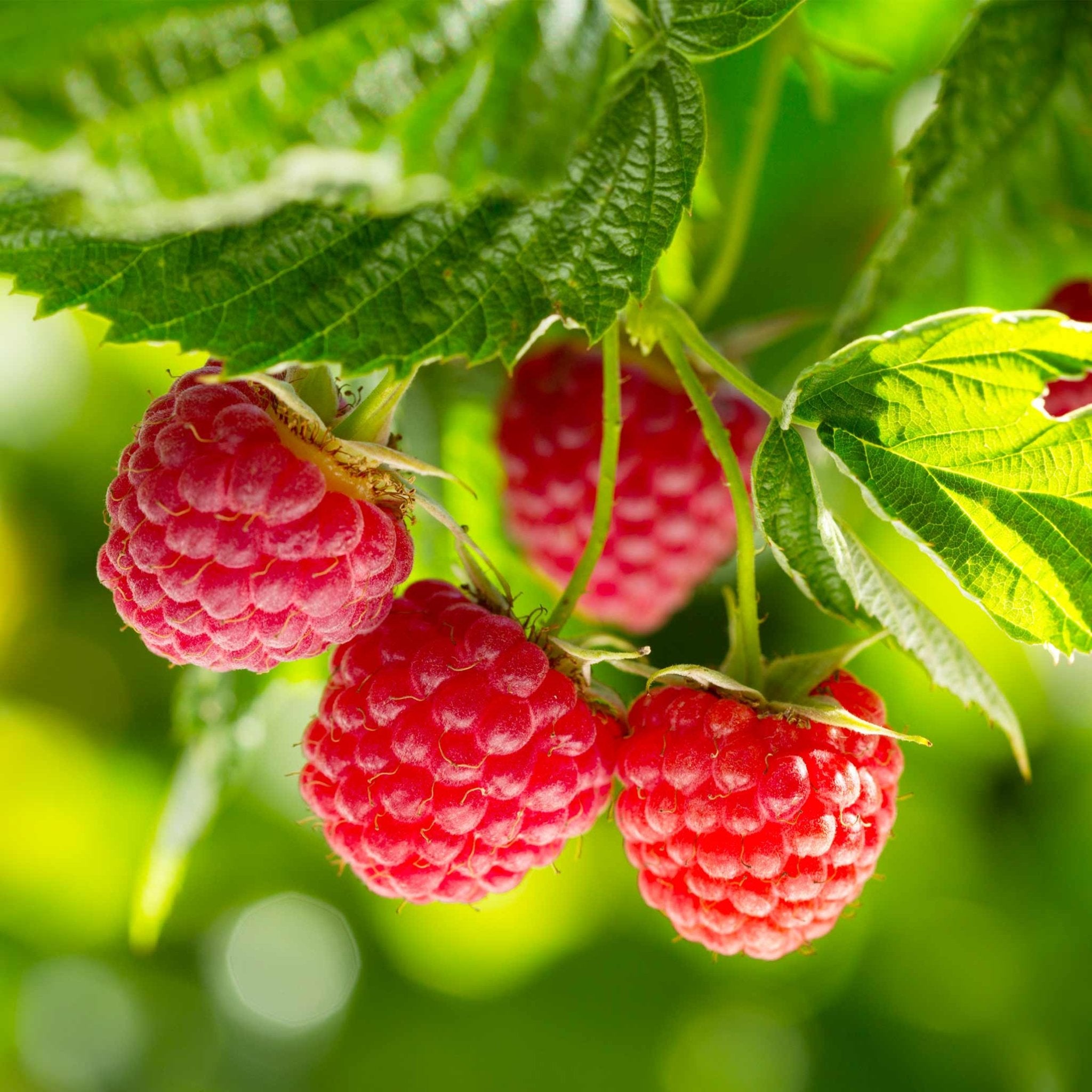 Nova Red Raspberry Plant - Cheeky Garden