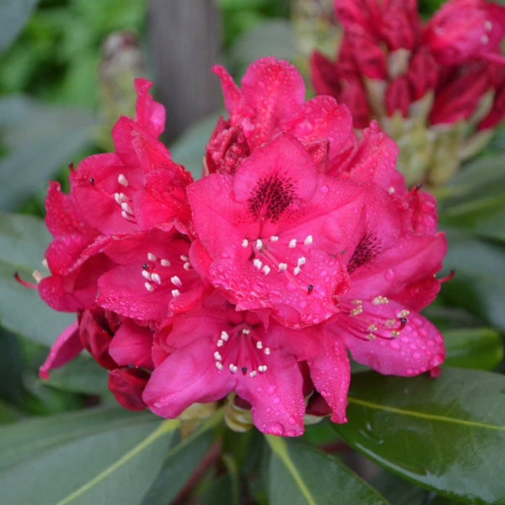 Nova Zembla Rhododendron - Cheeky Garden