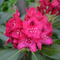 Nova Zembla Rhododendron - Cheeky Garden