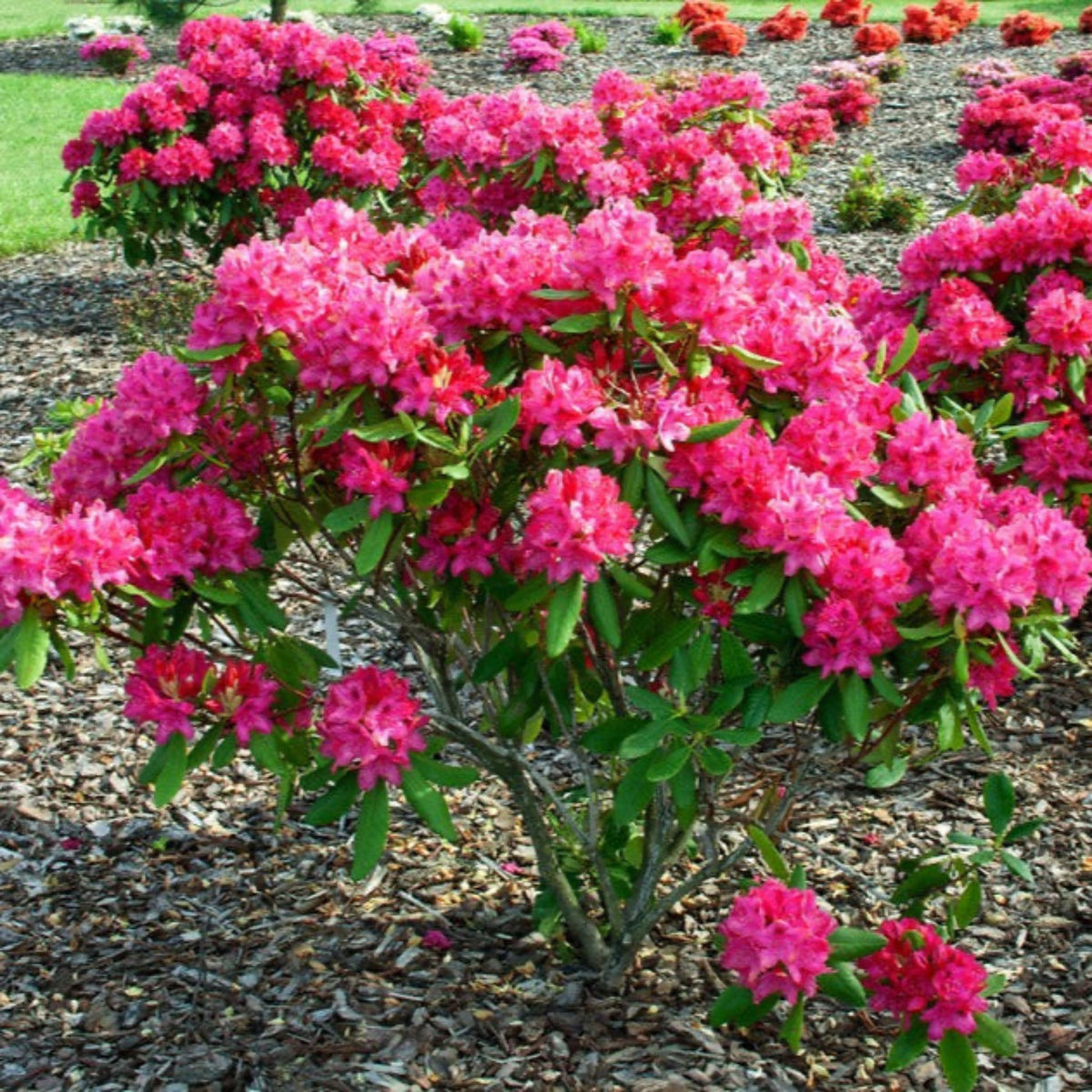 Nova Zembla Rhododendron - Cheeky Garden