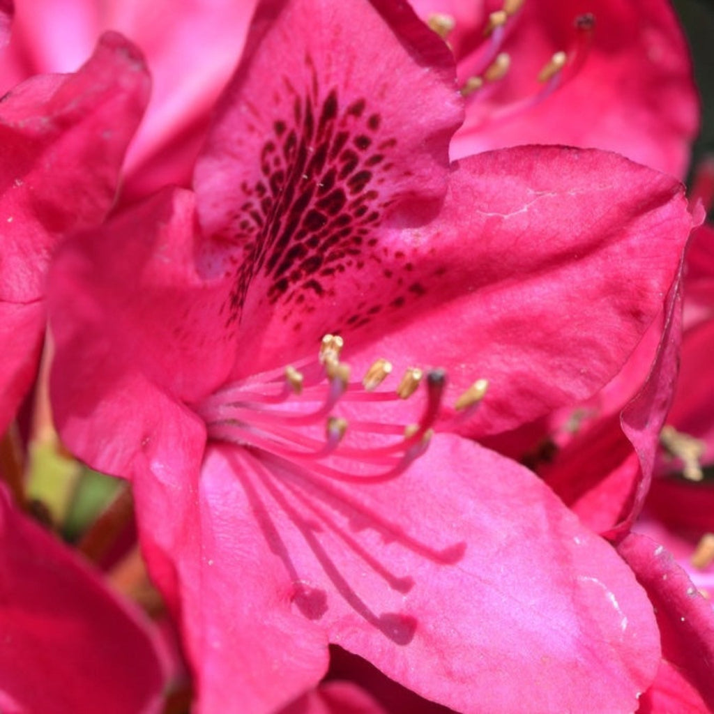 Nova Zembla Rhododendron - Cheeky Garden