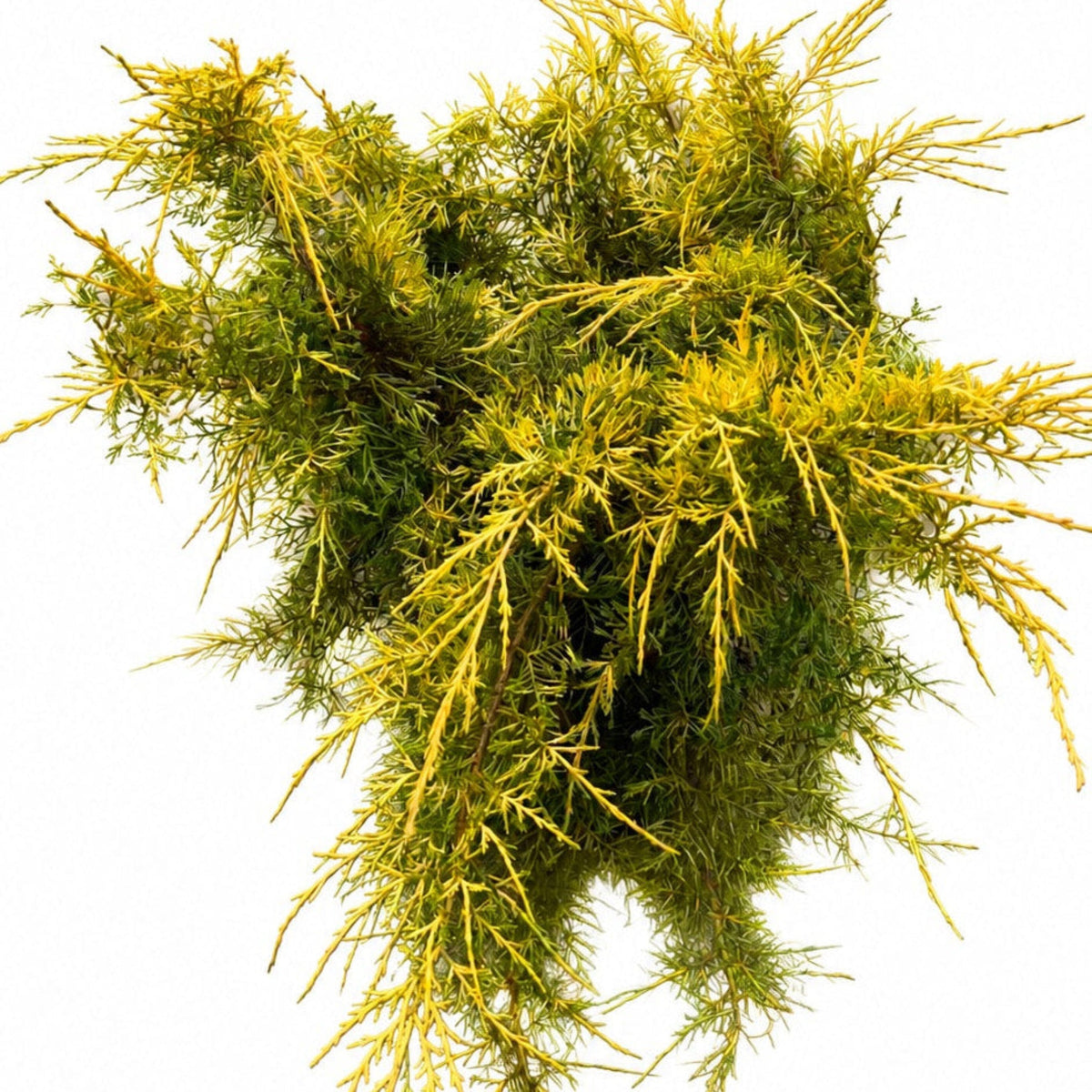 Old Gold Juniper - Cheeky Garden