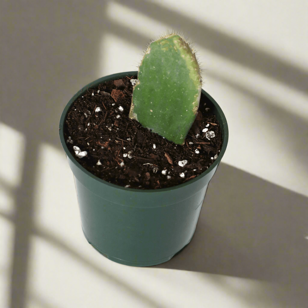 Opuntia Prickly Pear Cactus - Cheeky Garden