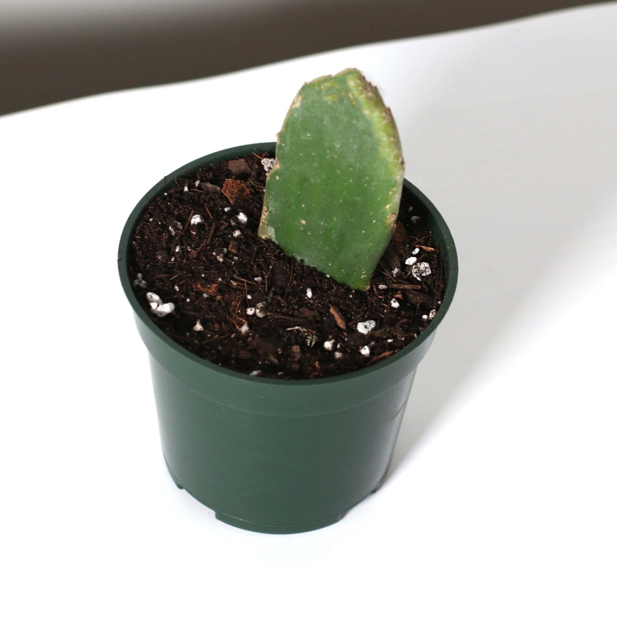 Opuntia Prickly Pear Cactus - Cheeky Garden