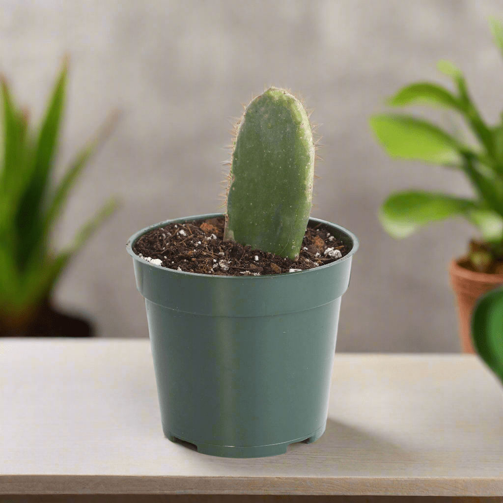 Opuntia Prickly Pear Cactus - Cheeky Garden