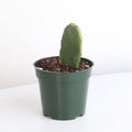 Opuntia Prickly Pear Cactus - Cheeky Garden