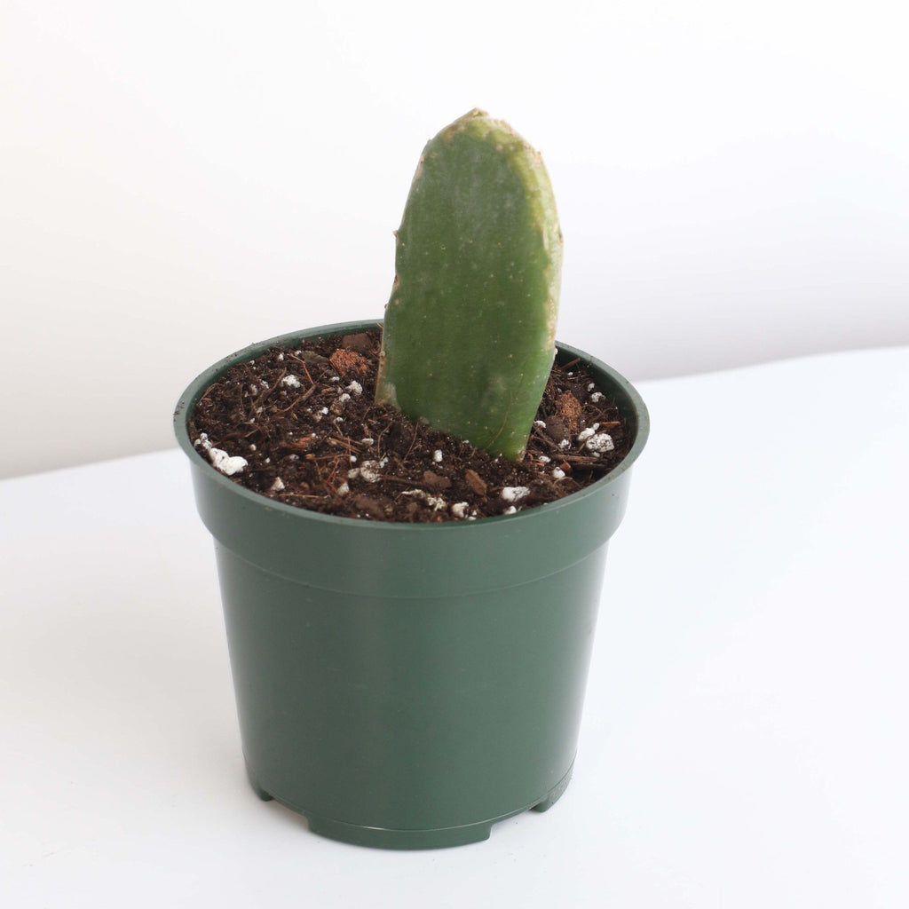 Opuntia Prickly Pear Cactus - Cheeky Garden