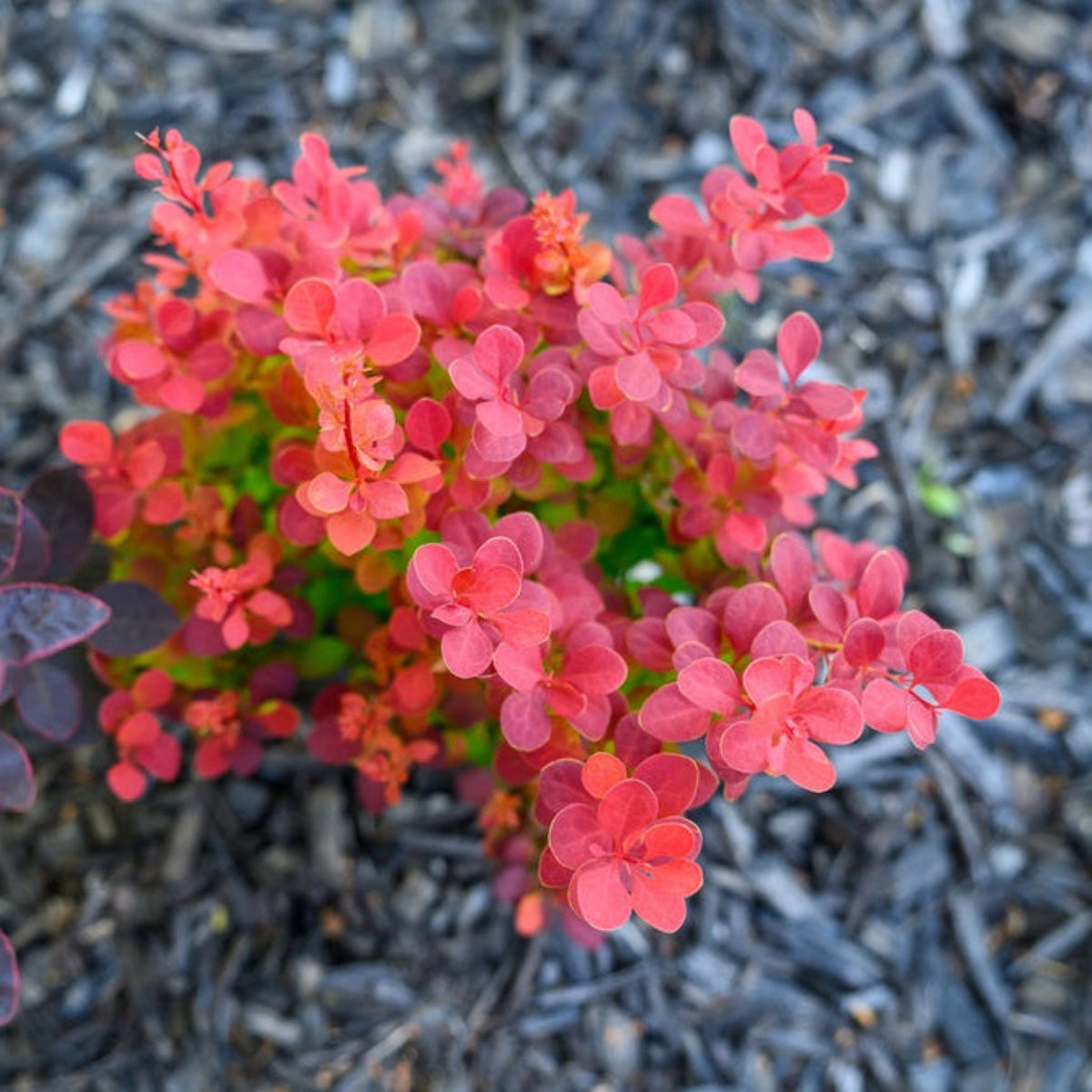 Orange Rocket Barberry - Cheeky Garden