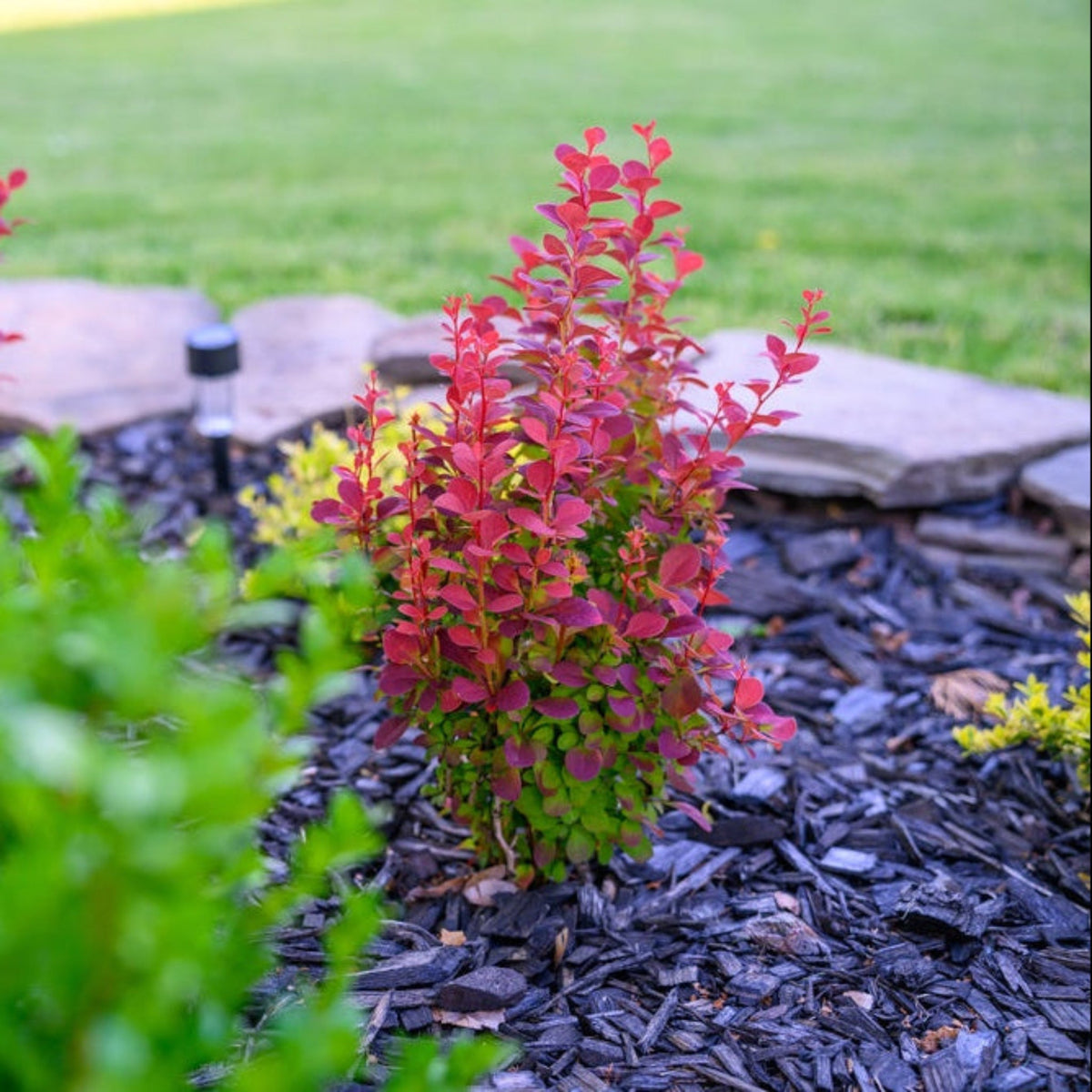 Orange Rocket Barberry - Cheeky Garden