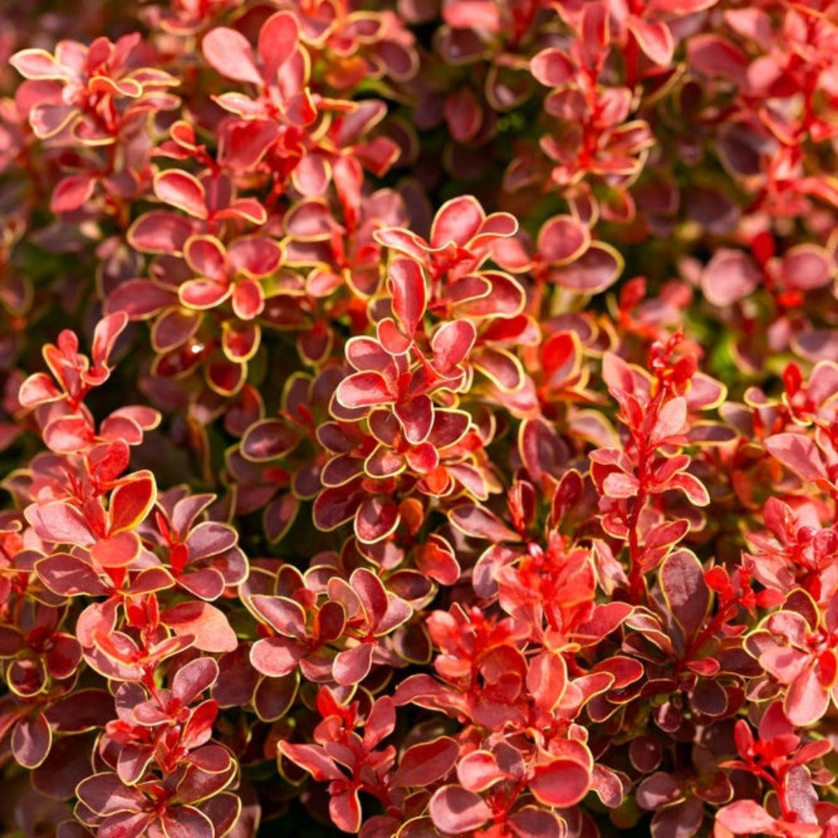 Orange Rocket Barberry - Cheeky Garden