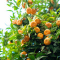 Owari Satsuma Mandarin Tree - Cheeky Garden