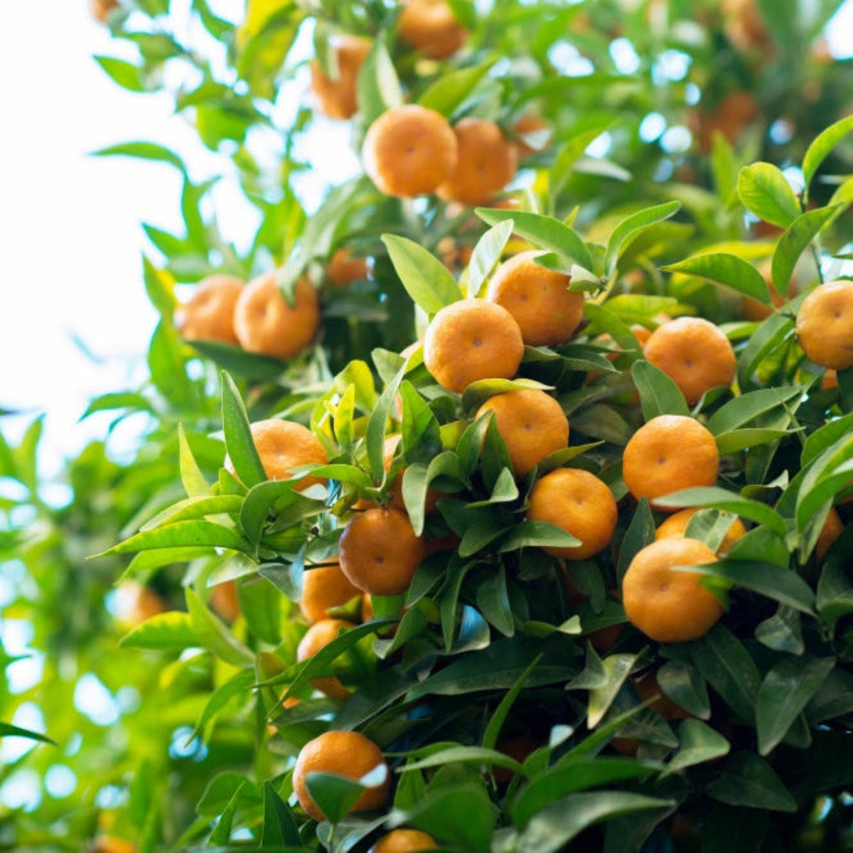 Owari Satsuma Mandarin Tree - Cheeky Garden