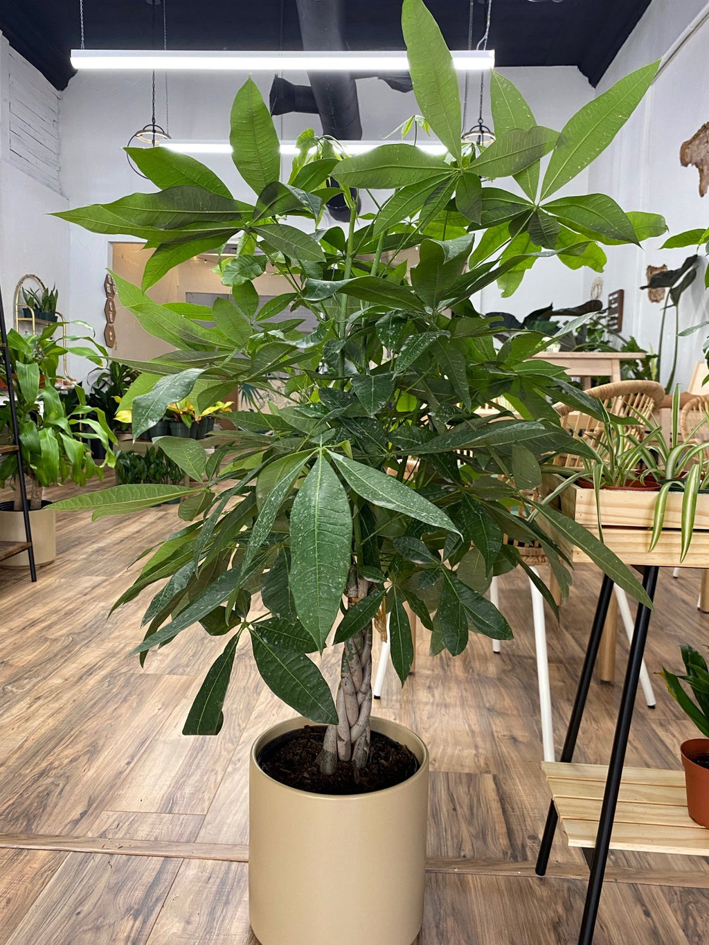 Pachira Braid "Money Tree" - Cheeky Garden