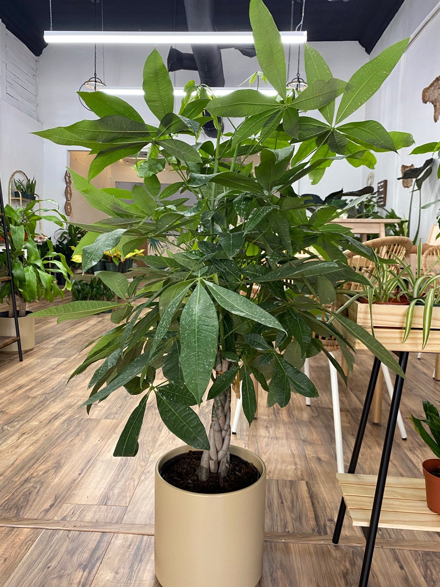Pachira Braid "Money Tree" - Cheeky Garden