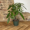 Pachira Braid "Money Tree" - Cheeky Garden
