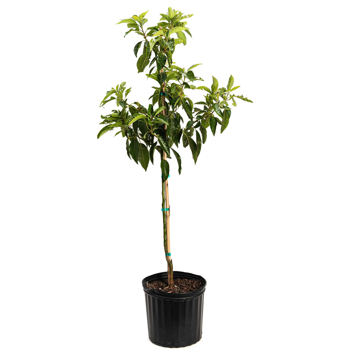 Pancho Cold Hardy Avocado - Cheeky Garden
