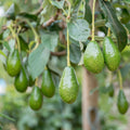 Pancho Cold Hardy Avocado - Cheeky Garden