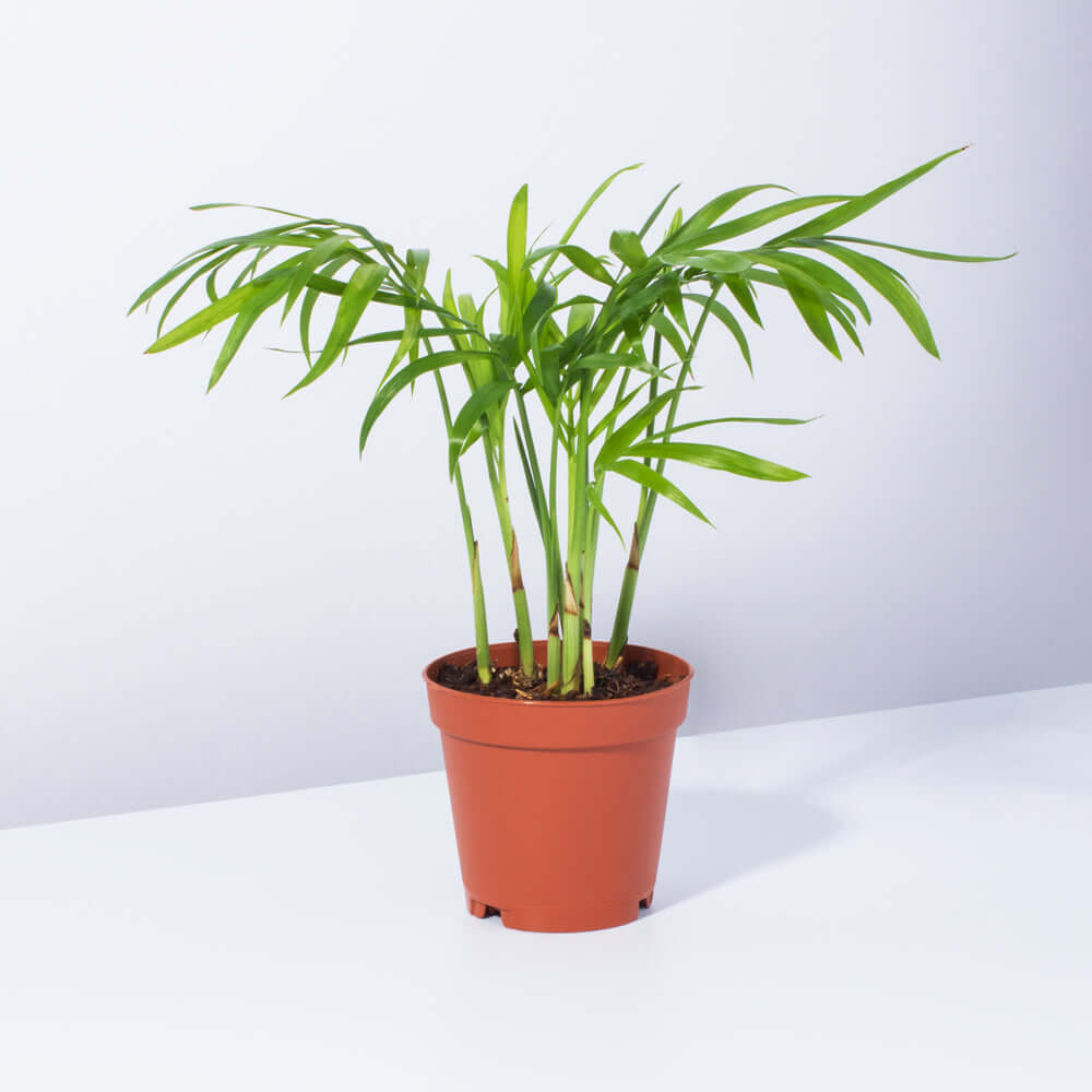 Parlor Palm (Neanthe Bella Palm) - Cheeky Garden