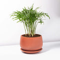 Parlor Palm (Neanthe Bella Palm) - Cheeky Garden