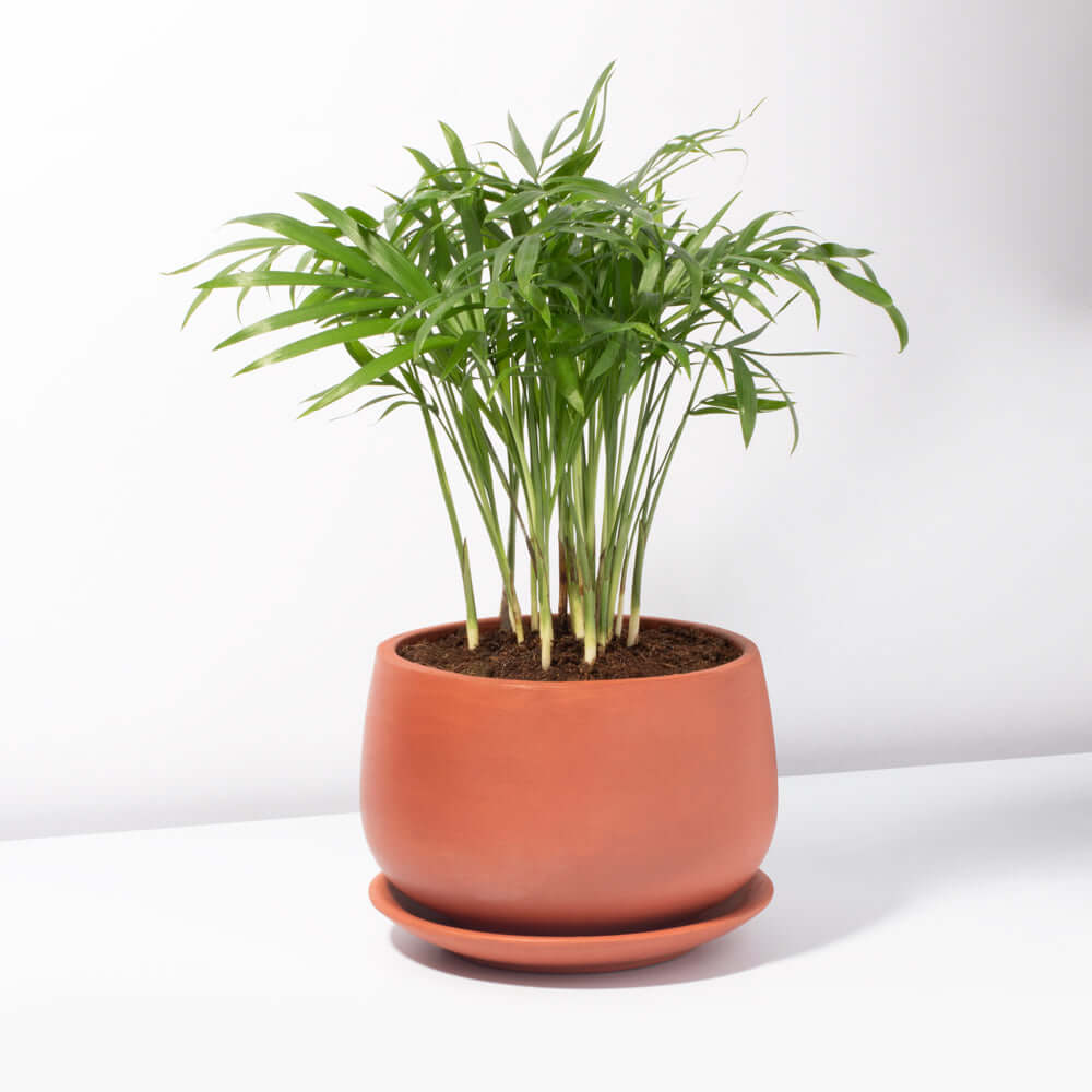 Parlor Palm (Neanthe Bella Palm) - Cheeky Garden