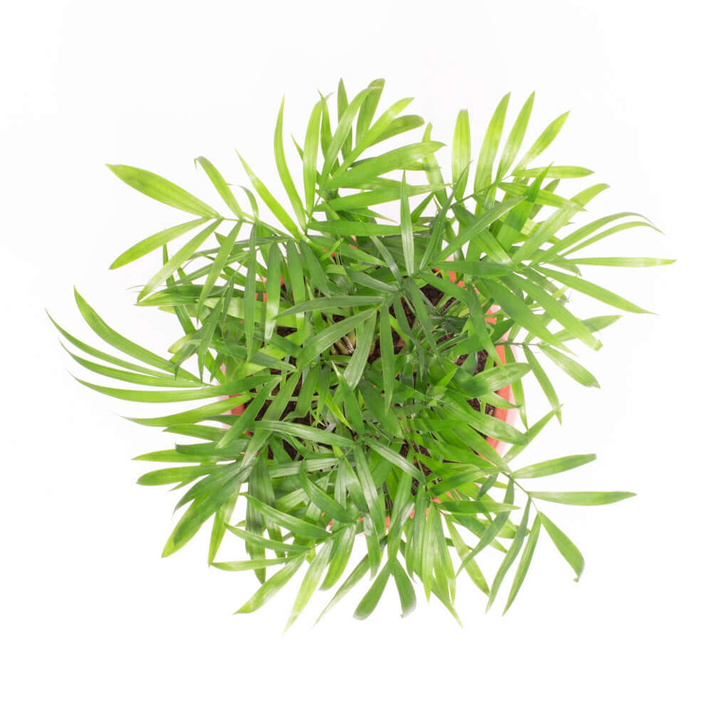 Parlor Palm (Neanthe Bella Palm) - Cheeky Garden