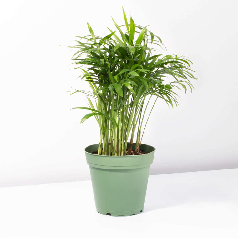 Parlor Palm (Neanthe Bella Palm) - Cheeky Garden