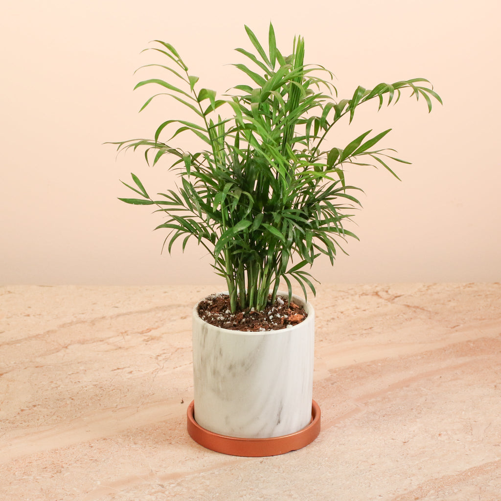 Parlor Palm (Neanthe Bella Palm) - Cheeky Garden