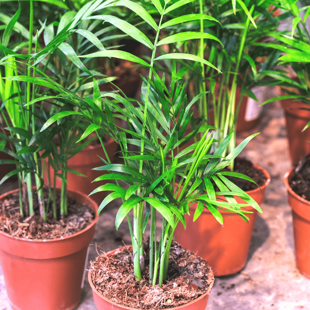 Parlor Palm (Neanthe Bella Palm) - Cheeky Garden