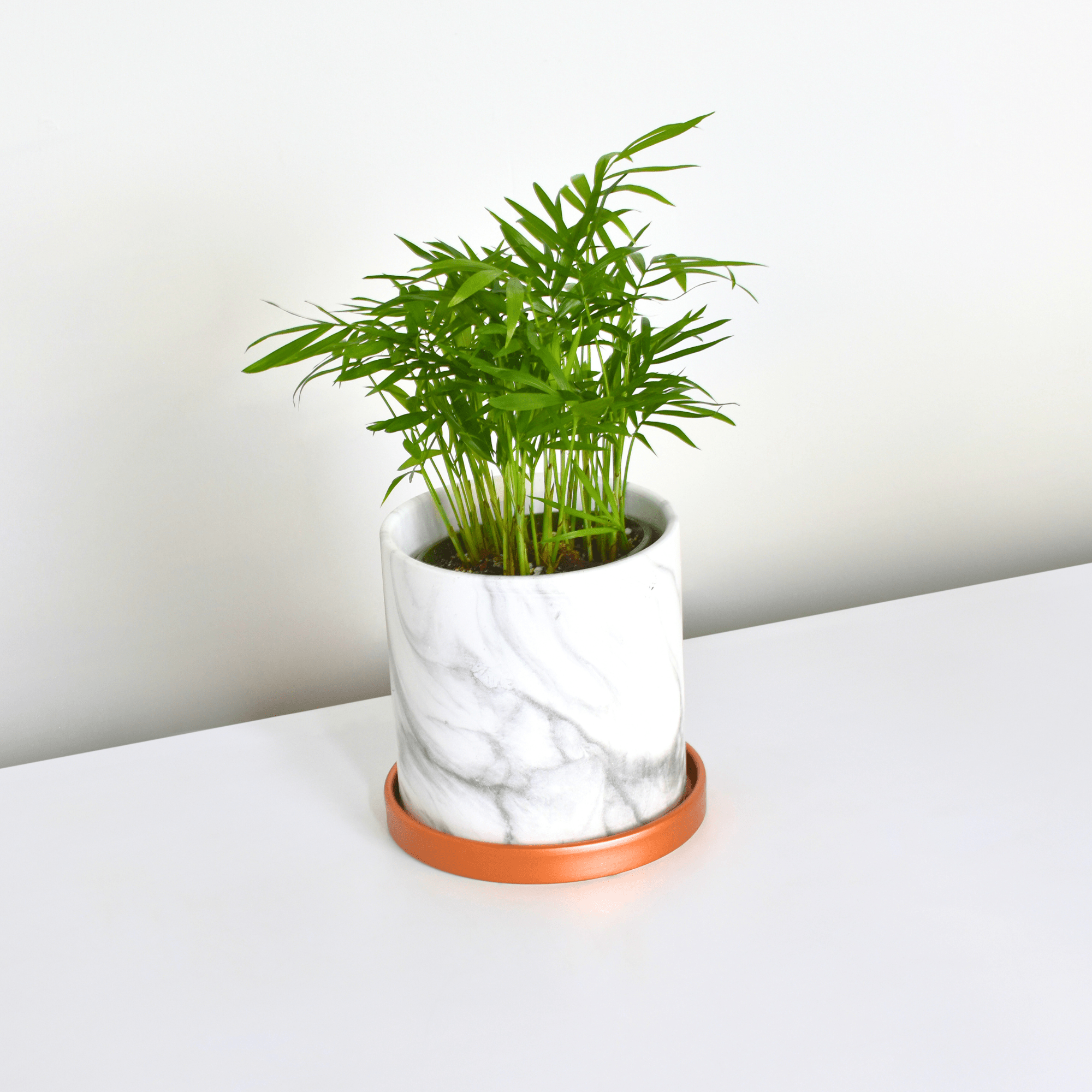 Parlor Palm (Neanthe Bella Palm) - Cheeky Garden