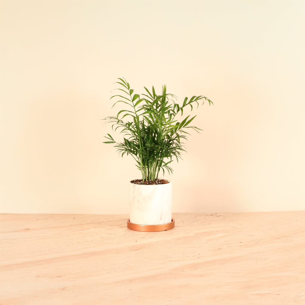 Parlor Palm (Neanthe Bella Palm) - Cheeky Garden