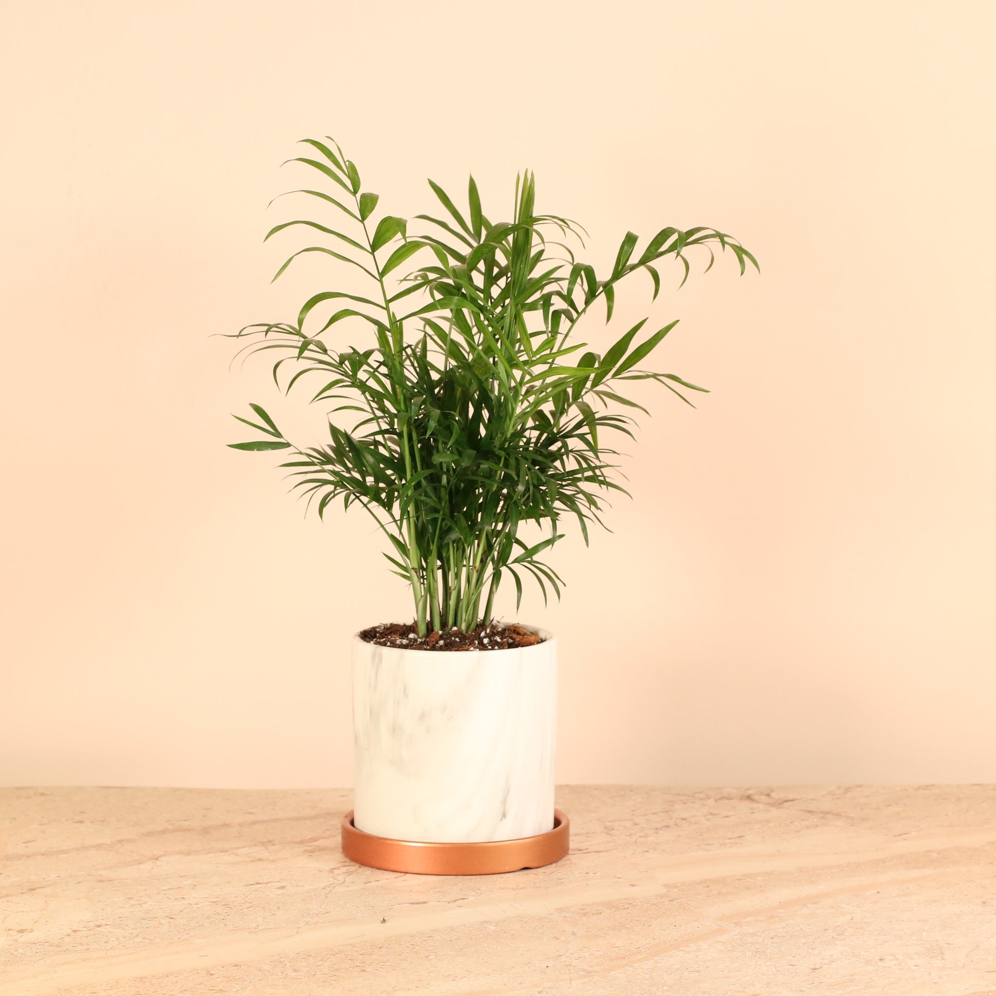 Parlor Palm (Neanthe Bella Palm) - Cheeky Garden