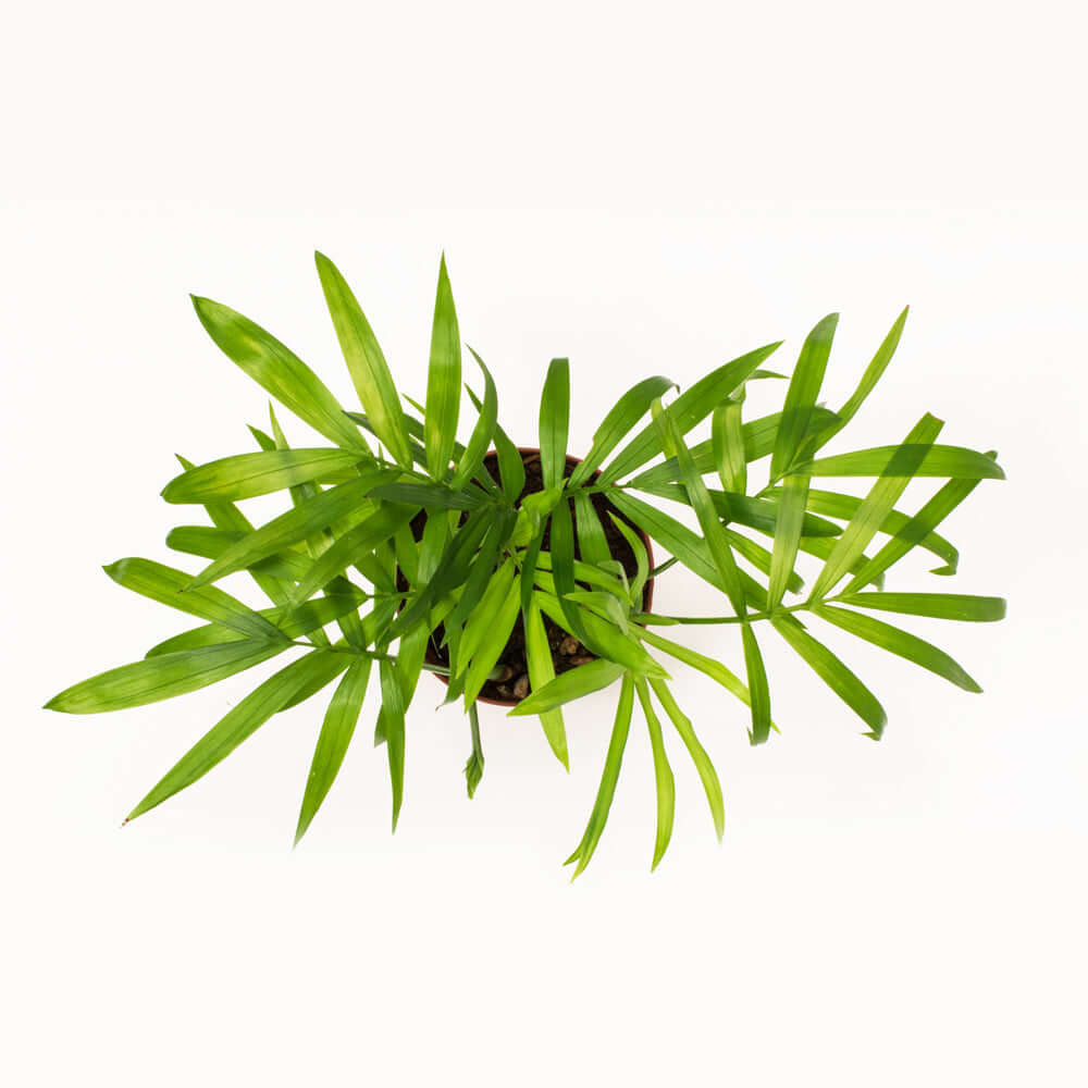 Parlor Palm (Neanthe Bella Palm) - Cheeky Garden
