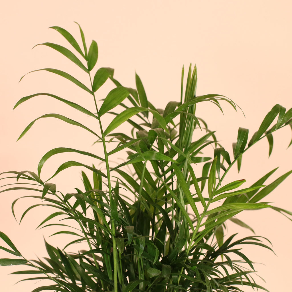 Parlor Palm (Neanthe Bella Palm) - Cheeky Garden