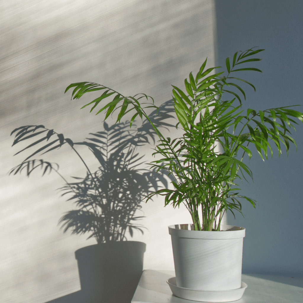 Parlor Palm (Neanthe Bella Palm) - Cheeky Garden