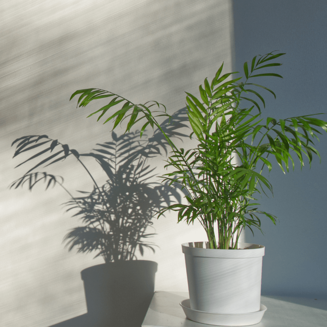 Parlor Palm (Neanthe Bella Palm) - Cheeky Garden