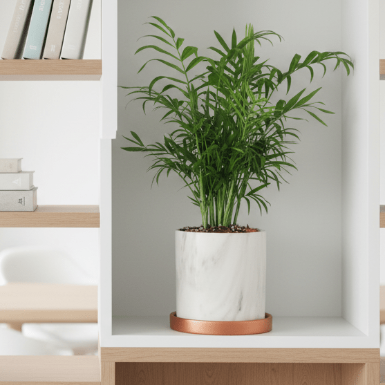 Parlor Palm (Neanthe Bella Palm) - Cheeky Garden