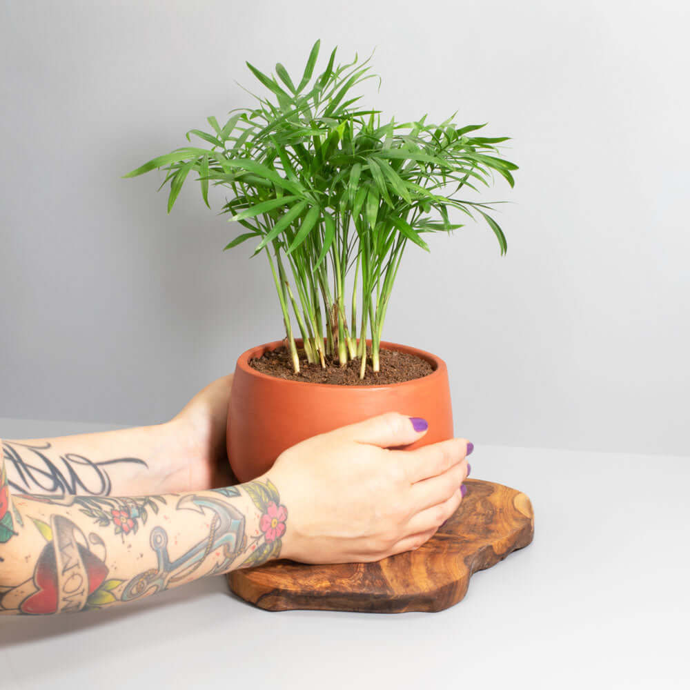 Parlor Palm (Neanthe Bella Palm) - Cheeky Garden