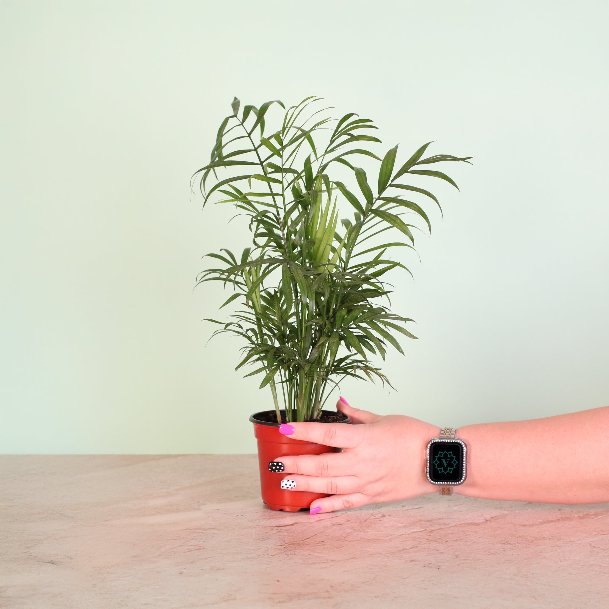 Parlor Palm (Neanthe Bella Palm) - Cheeky Garden