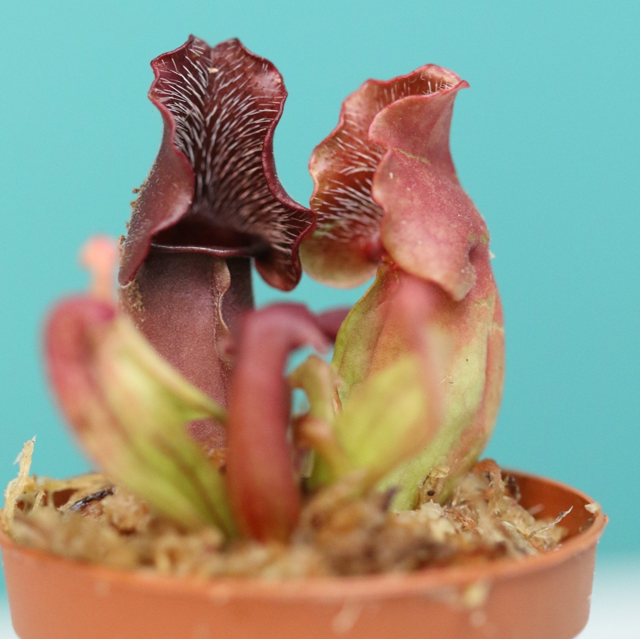 Party of Five Carnivorous Plant Bundle - Cheeky Garden