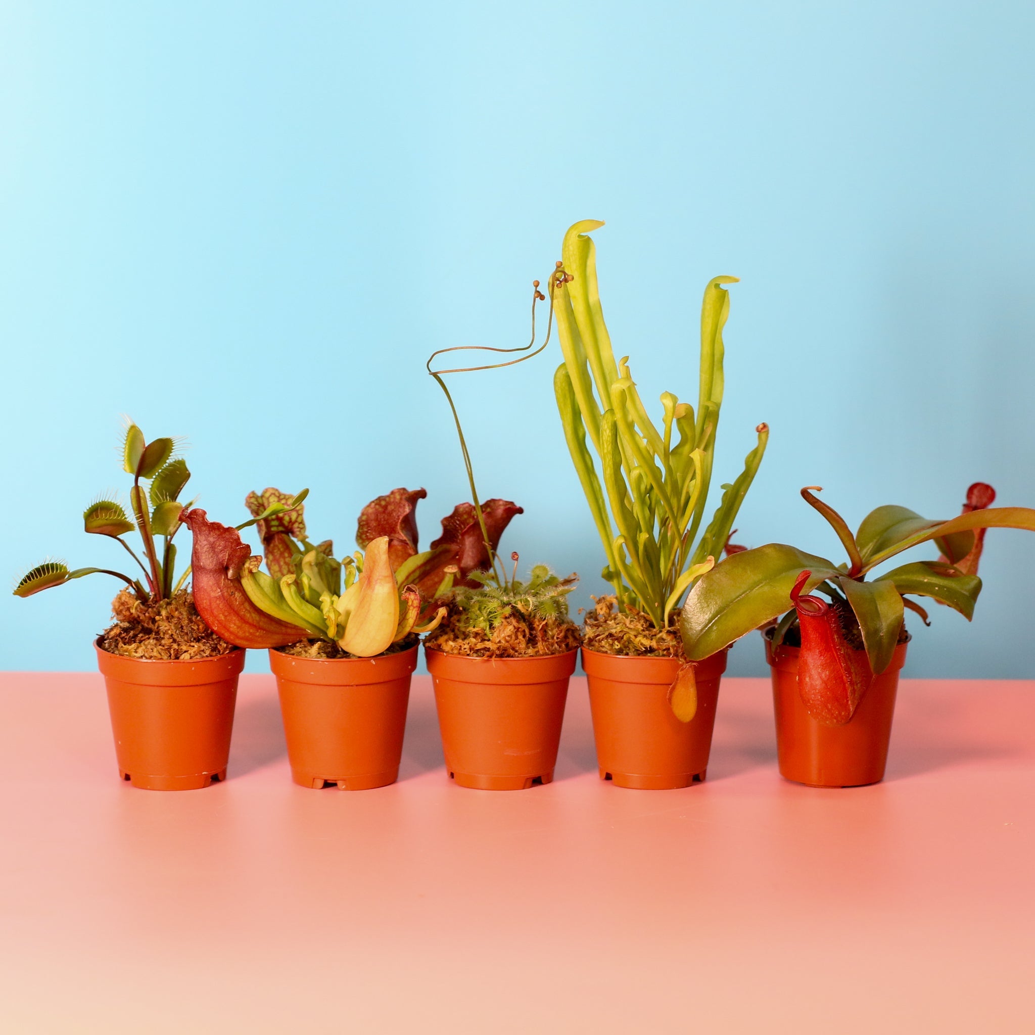 Party of Five Carnivorous Plant Bundle - Cheeky Garden