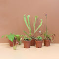 Party of Five Carnivorous Plant Bundle - Cheeky Garden