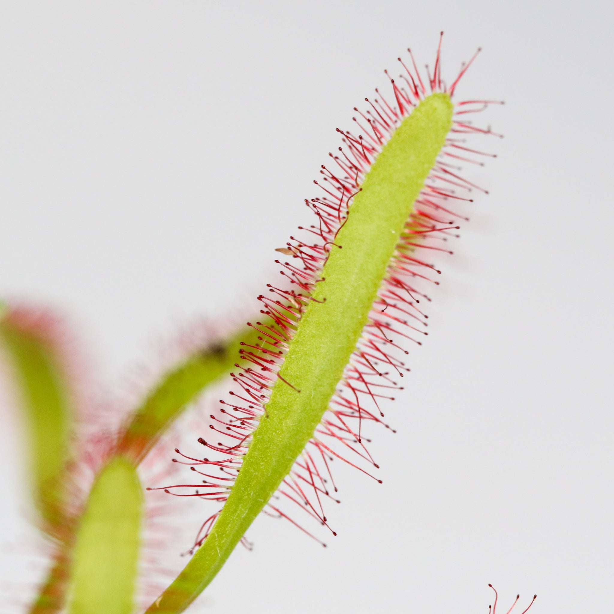 Party of Five Carnivorous Plant Bundle - Cheeky Garden