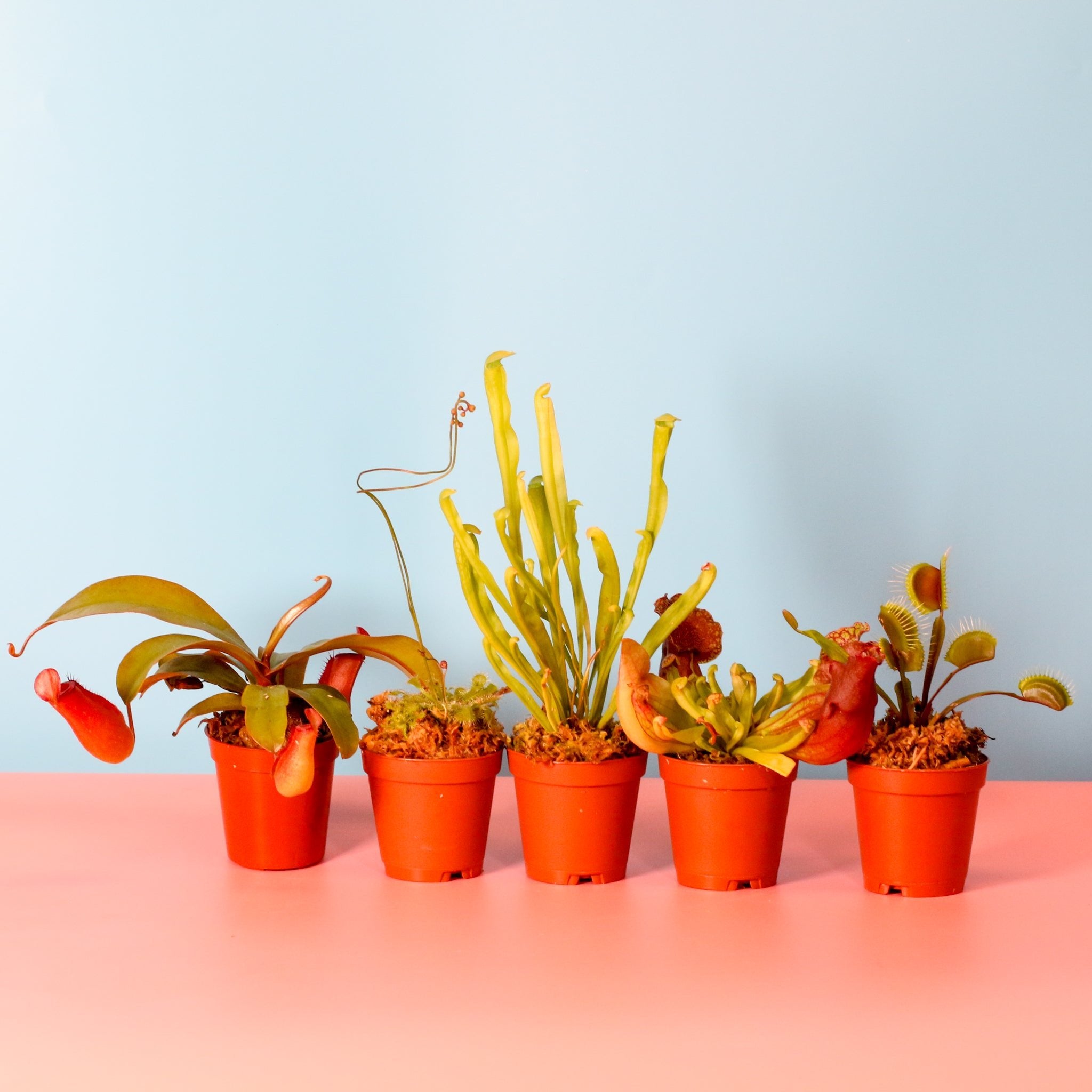 Party of Five Carnivorous Plant Bundle - Cheeky Garden